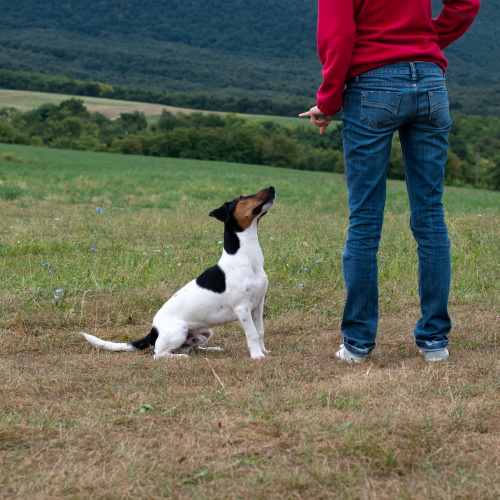 Intermediate/Advanced Dog Training Classes