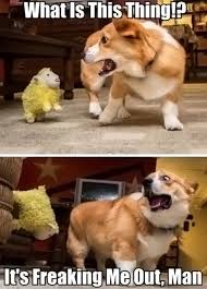 Dog Agression