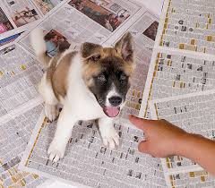 Housebreaking your puppy on newspaper